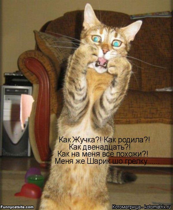 Как Жучка?! Как родила?! Как двенадцать?! Как на меня все похожи?! Меня же Шарик шо грелку ........ Котоматрица: Как Жучка?! Как родила?! Как двенадцать?! Как на меня все похожи?! Меня же Шарик шо грелку .....