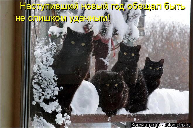 Наступивший новый год обещал быть не слишком удачным!... Котоматрица: Наступивший новый год обещал быть не слишком удачным!