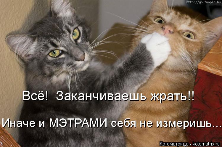Всё! Заканчиваешь жрать!! Иначе и МЭТРАМИ себя не измеришь...... Котоматрица: Всё! Заканчиваешь жрать!! Иначе и МЭТРАМИ себя не измеришь...