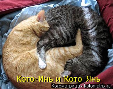 Котоматрица: Кото-Инь и Кото-Янь