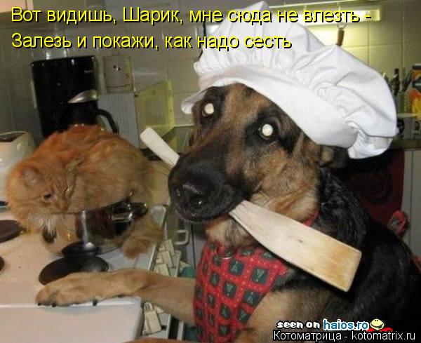 Вот видишь, Шарик, мне сюда не влезть - Залезь и покажи, как надо сесть... Котоматрица: Вот видишь, Шарик, мне сюда не влезть - Залезь и покажи, как надо сесть