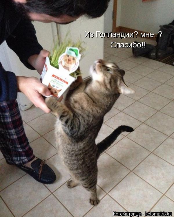 Из Голландии? мне..? Спасибо!!... Котоматрица: Из Голландии? мне..? Спасибо!!