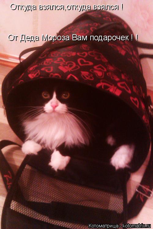 Откуда взялся,откуда взялся ! От Деда Мороза Вам подарочек ! !... Котоматрица: Откуда взялся,откуда взялся ! От Деда Мороза Вам подарочек ! !