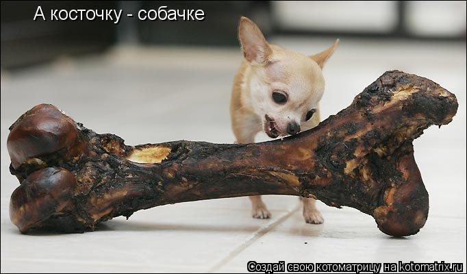 А косточку - собачке... Котоматрица: А косточку - собачке