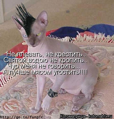 Не плевать, не крестить.. Святой водою не кропить.. Чур меня не говорить... А лучше мясом угостить!!!... Котоматрица: Не плевать, не крестить.. Святой водою не кропить.. Чур меня не говорить... А лучше мясом угостить!!!!