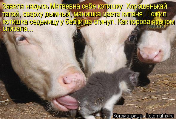 Завела надысь Матвевна себе котишку. Хорошенькай такой, сверху дымный, манишка цвета кипеня. Пожил ко... Котоматрица: Завела надысь Матвевна себе котишку. Хорошенькай такой, сверху дымный, манишка цвета кипеня. Пожил котишка седьмицу у бабки да сгинул. Как к