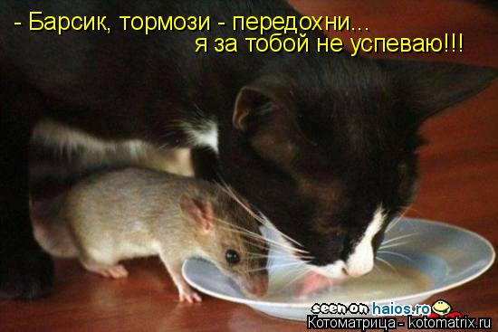 - Барсик, тормози - передохни... я за тобой не успеваю!!!... Котоматрица: - Барсик, тормози - передохни... я за тобой не успеваю!!!