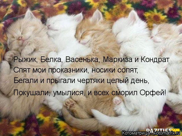 Рыжик, Белка, Васенька, Маркиза и Кондрат Спят мои проказники, носики сопят, Бегали и прыгали чертяки... Котоматрица: Рыжик, Белка, Васенька, Маркиза и Кондрат Спят мои проказники, носики сопят, Бегали и прыгали чертяки целый день, Покушали, умылися, и всех см