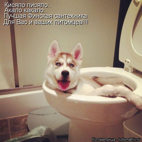 Котоматрица: Кисяло писяло.. Акало какало.. Лучшая Финская сантехника Для Вас и ваших питомцев!!!