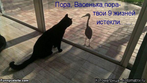 Пора, Васенька,пора- твои 9 жизней истекли.......... Котоматрица: Пора, Васенька,пора- твои 9 жизней истекли.......