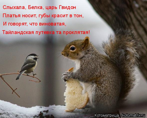 Слыхала, Белка, царь Гвидон Платья носит, губы красит в тон, И говорят, что виноватая, Тайландская пу... Котоматрица: Слыхала, Белка, царь Гвидон Платья носит, губы красит в тон, И говорят, что виноватая, Тайландская путевка та проклятая!
