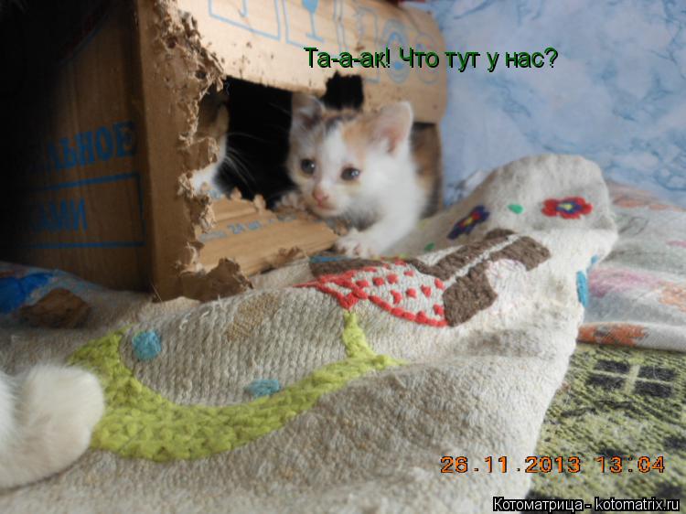 Та-а-ак! Что тут у нас?... Котоматрица: Та-а-ак! Что тут у нас?