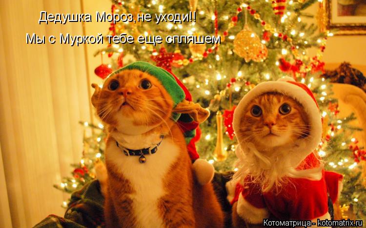 Дедушка Мороз,не уходи!! Мы с Муркой тебе еще спляшем... Котоматрица: Дедушка Мороз,не уходи!! Мы с Муркой тебе еще спляшем