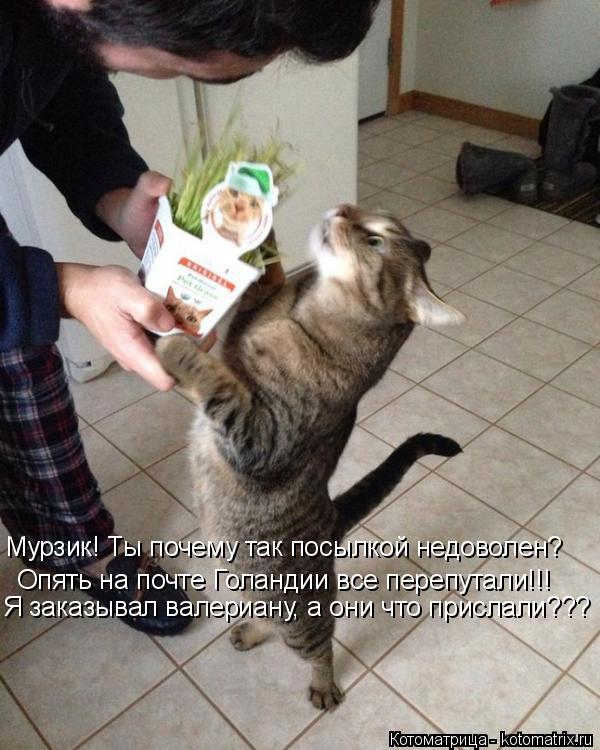 Опять на почте Голандии все перепутали!!! Я заказывал валериану, а они что прислали??? Мурзик! Ты поч... Котоматрица: Опять на почте Голандии все перепутали!!! Я заказывал валериану, а они что прислали??? Мурзик! Ты почему так посылкой недоволен?