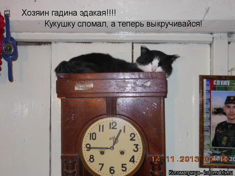 Хозяин гадина эдакая!!!! Кукушку сломал, а теперь выкручивайся!... Котоматрица: Хозяин гадина эдакая!!!! Кукушку сломал, а теперь выкручивайся!