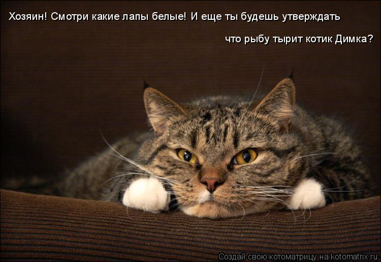 Хозяин! Смотри какие лапы белые! И еще ты будешь утверждать что рыбу тырит котик Димка?... Котоматрица: Хозяин! Смотри какие лапы белые! И еще ты будешь утверждать что рыбу тырит котик Димка?