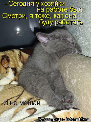 - Сегодня у хозяйки на работе был. Смотри, я тоже, как она буду работать. И не мешай.... Котоматрица: - Сегодня у хозяйки на работе был. Смотри, я тоже, как она буду работать. И не мешай.