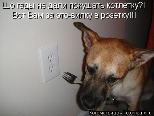 Шо гады не дали покушать котлетку?! Вот Вам за это-вилку в розетку!!!... Котоматрица: Шо гады не дали покушать котлетку?! Вот Вам за это-вилку в розетку!!!