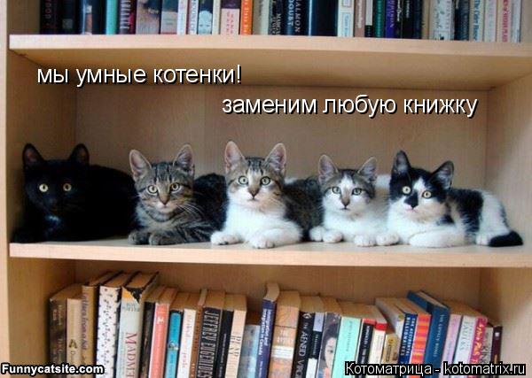 мы умные котенки! заменим любую книжку... Котоматрица: мы умные котенки! заменим любую книжку