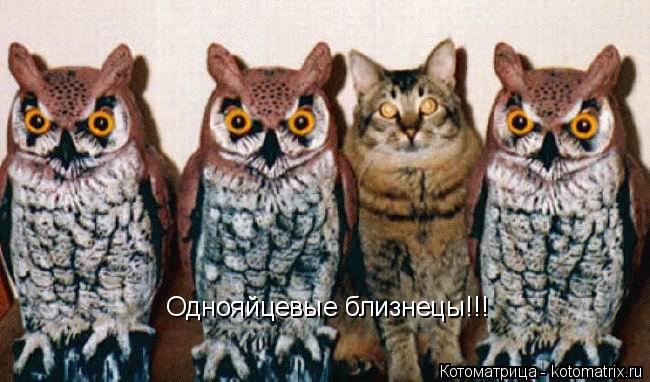 Котоматрица: Однояйцевые близнецы!!!