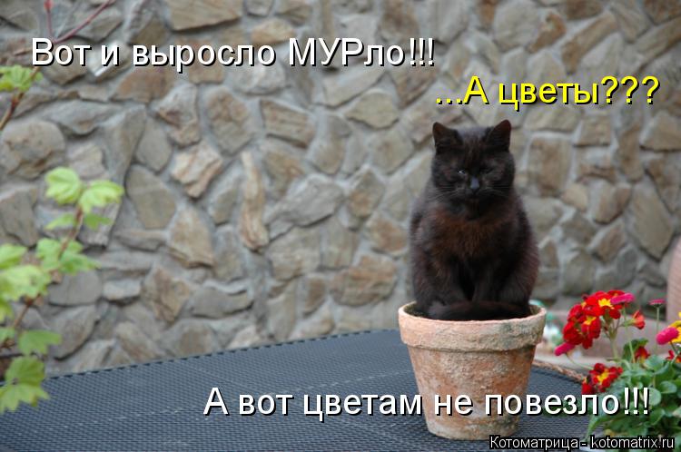 Вот и выросло МУРло!!! А вот цветам не повезло!!! ...А цветы???... Котоматрица: Вот и выросло МУРло!!! А вот цветам не повезло!!! ...А цветы???