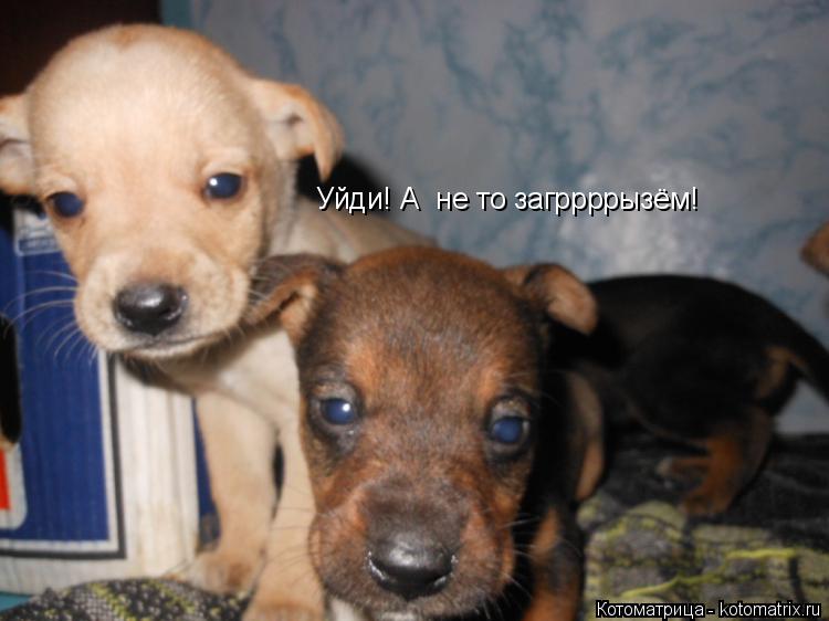 Уйди! А не то загррррызём!... Котоматрица: Уйди! А не то загррррызём!