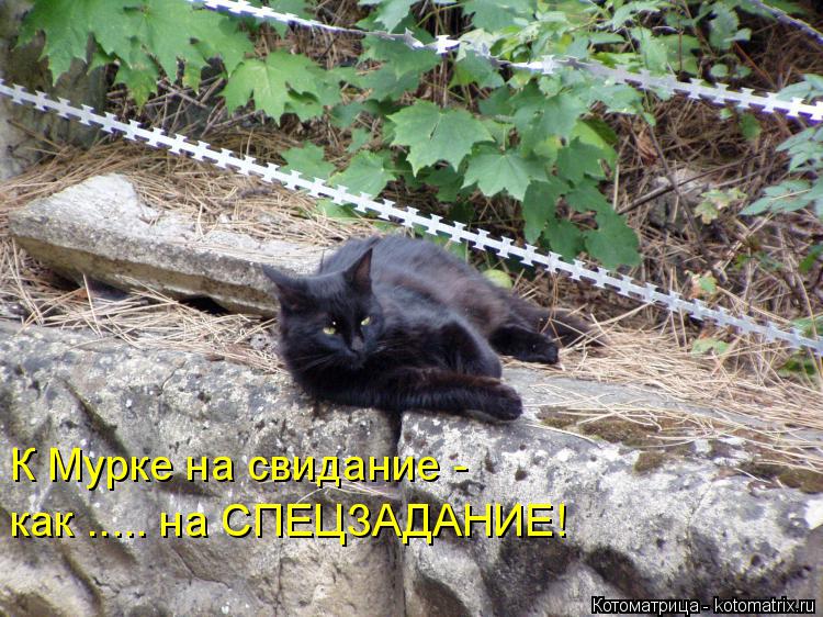 К Мурке на свидание - как ..... на СПЕЦЗАДАНИЕ!... Котоматрица: К Мурке на свидание - как ..... на СПЕЦЗАДАНИЕ!