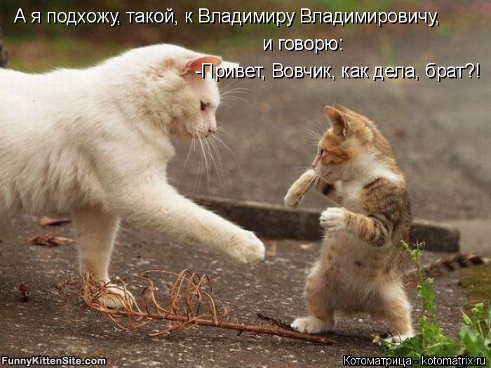 А я подхожу, такой, к Владимиру Владимировичу, и говорю: -Привет, Вовчик, как дела, брат?!... Котоматрица: А я подхожу, такой, к Владимиру Владимировичу, и говорю: -Привет, Вовчик, как дела, брат?!