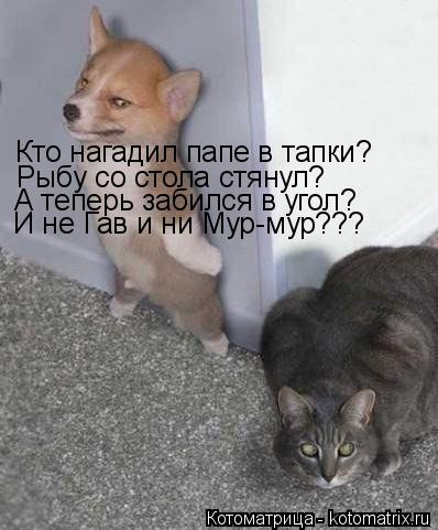 Котоматрица: Кто нагадил папе в тапки? Рыбу со стола стянул? А теперь забился в угол? И не Гав и ни Мур-мур???