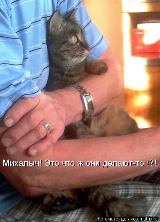Михалыч! Это что ж они делают-то !?!... Котоматрица: Михалыч! Это что ж они делают-то !?!