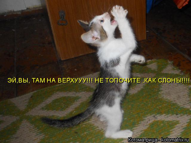 ЭЙ,ВЫ, ТАМ НА ВЕРХУУУ!!! НЕ ТОПОЧИТЕ ,КАК СЛОНЫ!!!!... Котоматрица: ЭЙ,ВЫ, ТАМ НА ВЕРХУУУ!!! НЕ ТОПОЧИТЕ ,КАК СЛОНЫ!!!!