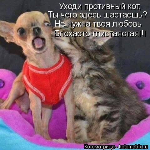 Уходи противный кот, Ты чего здесь шастаешь? Не нужна твоя любовь Блохасто-глистаястая!!!... Котоматрица: Уходи противный кот, Ты чего здесь шастаешь? Не нужна твоя любовь Блохасто-глистаястая!!!