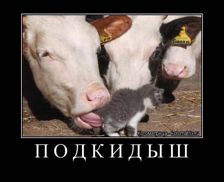 Котоматрица: ПОДКИДЫШ 