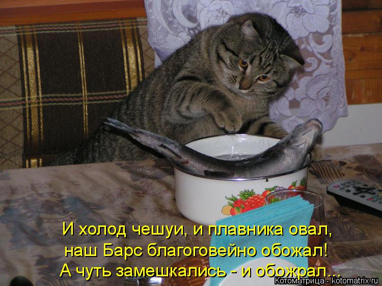 Котоматрица: И холод чешуи, и плавника овал, наш Барс благоговейно обожал! А чуть замешкались - и обожрал...