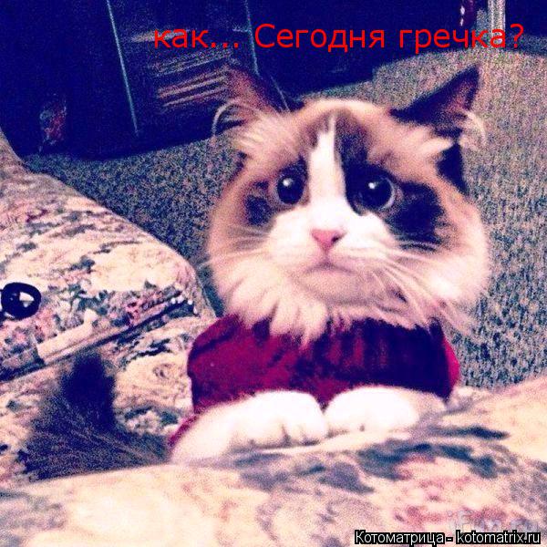 Котоматрица: как... Сегодня гречка?