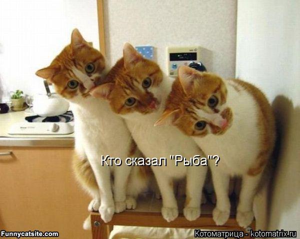 Кто сказал "Рыба"?... Котоматрица: Кто сказал "Рыба"?