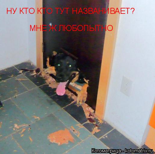 Котоматрица: НУ КТО КТО ТУТ НАЗВАНИВАЕТ? МНЕ Ж ЛЮБОПЫТНО