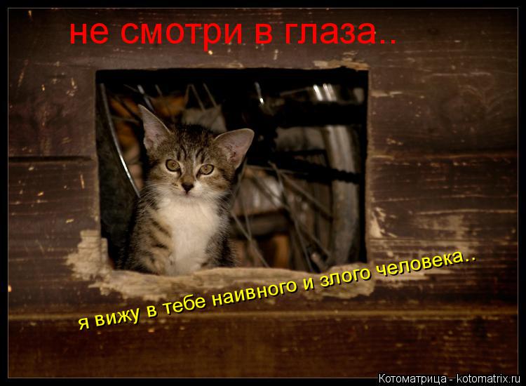 Котоматрица: не смотри в глаза.. я вижу в тебе наивного и злого человека..