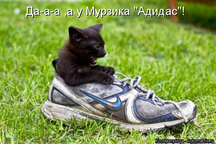 Да-а-а ,а у Мурзика "Адидас"!... Котоматрица: Да-а-а ,а у Мурзика "Адидас"!