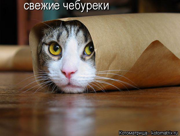 Котоматрица: свежие чебуреки СЃРІРµР¶РёРµ С‡РµР±СѓСЂРµРєРё