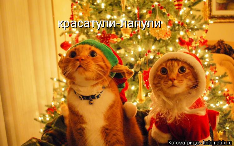 красатули-лапули... Котоматрица: красатули-лапули