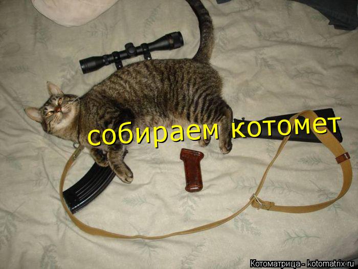 Котоматрица: собираем котомет