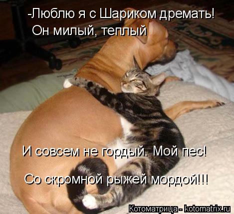 -Люблю я с Шариком дремать! Он милый, теплый И совсем не гордый. Мой пес! Со скромной рыжей мордой!!!... Котоматрица: -Люблю я с Шариком дремать! Он милый, теплый И совсем не гордый. Мой пес! Со скромной рыжей мордой!!!
