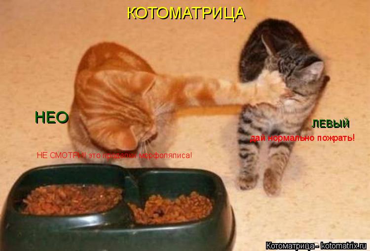 Котоматрица: КОТОМАТРИЦА НЕО ЛЕВЫЙ НЕ СМОТРИ! это проделки морфоляписа! дай нормально пожрать!