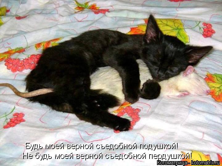 Будь моей верной съедобной подушкой! Не будь моей верной съедобной пердушкой!... Котоматрица: Будь моей верной съедобной подушкой! Не будь моей верной съедобной пердушкой!