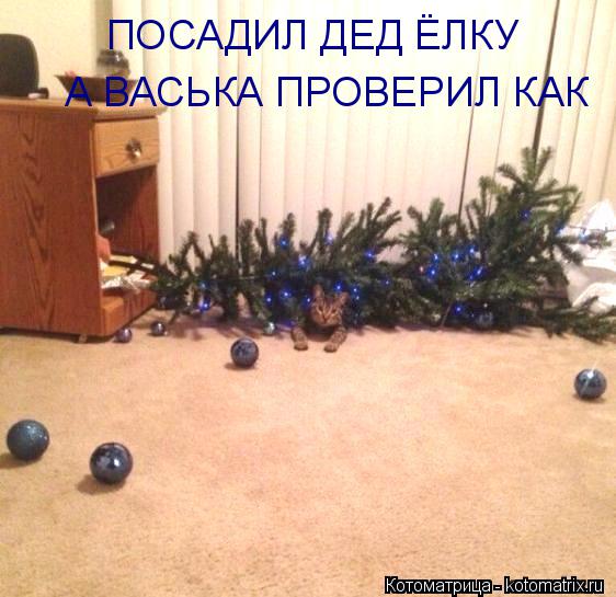 Котоматрица: ПОСАДИЛ ДЕД ЁЛКУ А ВАСЬКА ПРОВЕРИЛ КАК