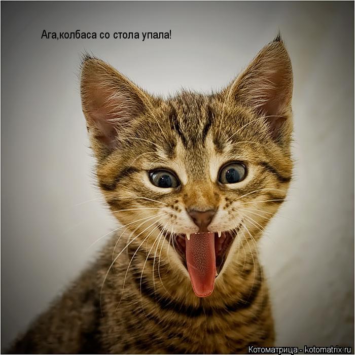 Котоматрица: Ага,колбаса со стола упала!