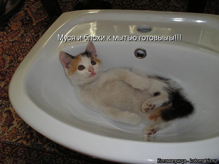 Муся и блохи к мытью готовыыы!!!... Котоматрица: Муся и блохи к мытью готовыыы!!!