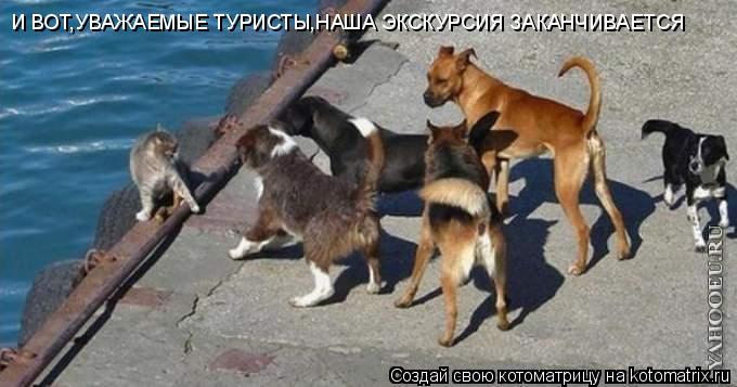 И ВОТ,УВАЖАЕМЫЕ ТУРИСТЫ,НАША ЭКСКУРСИЯ ЗАКАНЧИВАЕТСЯ... Котоматрица: И ВОТ,УВАЖАЕМЫЕ ТУРИСТЫ,НАША ЭКСКУРСИЯ ЗАКАНЧИВАЕТСЯ
