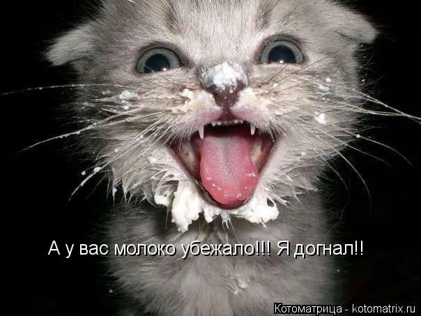 Котоматрица: А у вас молоко убежало!!! Я догнал!!